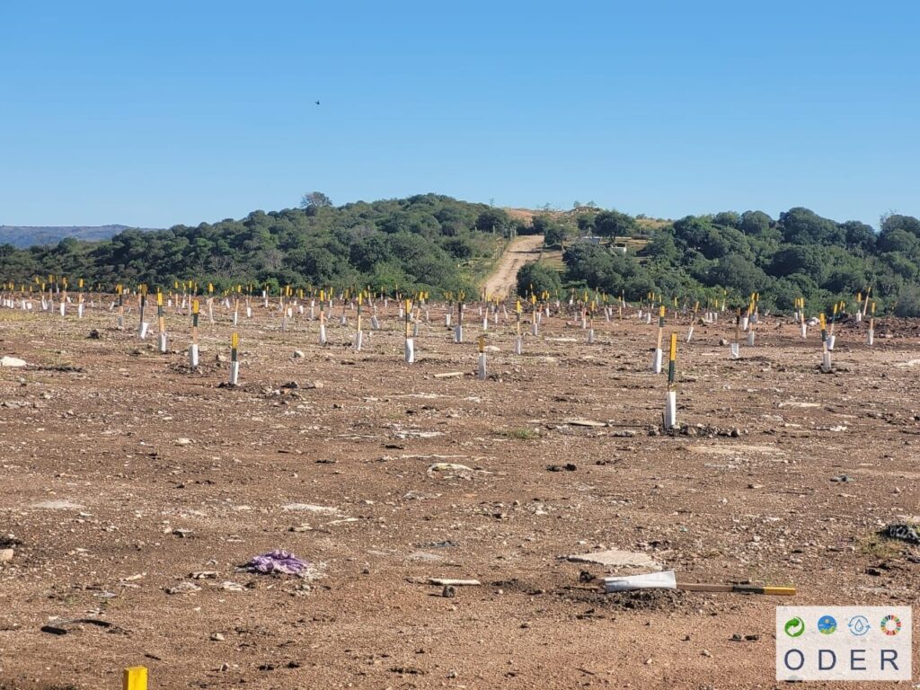 Imagen de los árboles recién sembrados con tutores de madera